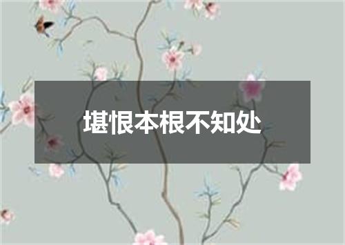 堪恨本根不知处