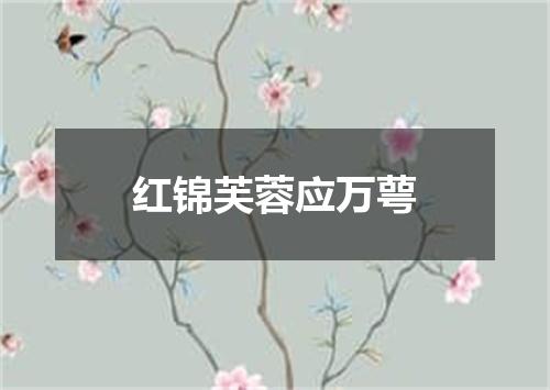 红锦芙蓉应万萼