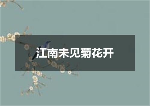 江南未见菊花开