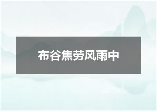 布谷焦劳风雨中