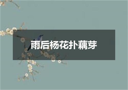 雨后杨花扑藕芽