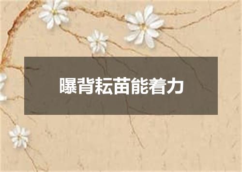 曝背耘苗能着力