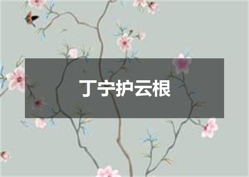 丁宁护云根