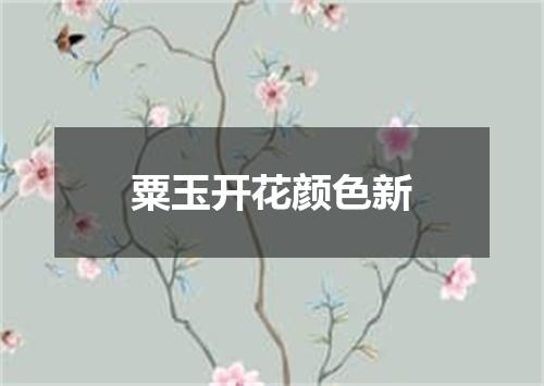 粟玉开花颜色新