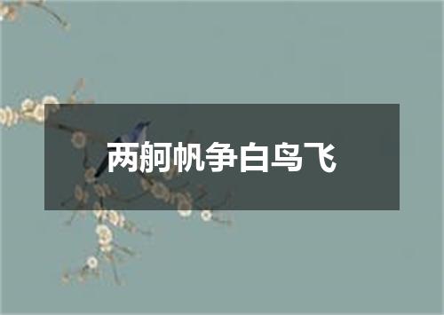 两舸帆争白鸟飞