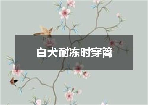 白犬耐冻时穿篱