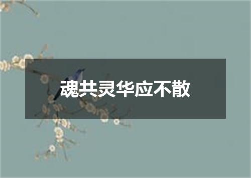 魂共灵华应不散