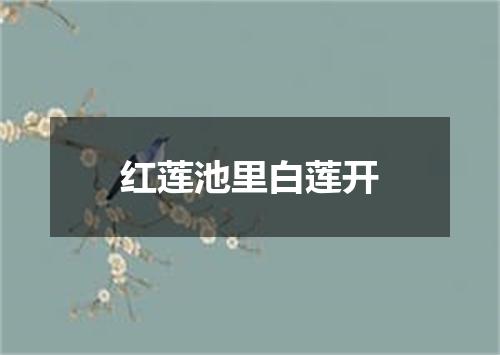 红莲池里白莲开