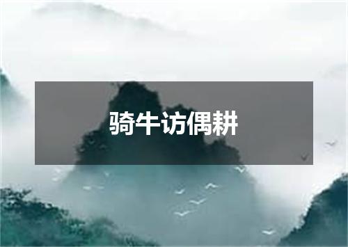 骑牛访偶耕