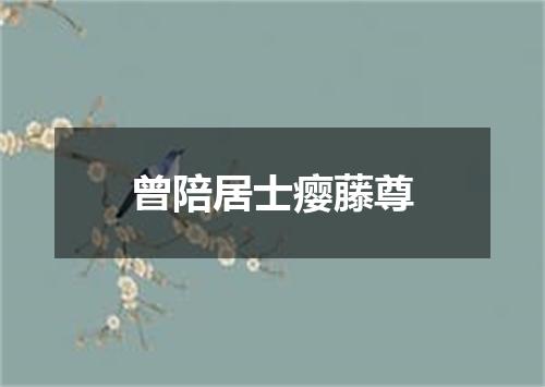 曾陪居士瘿藤尊