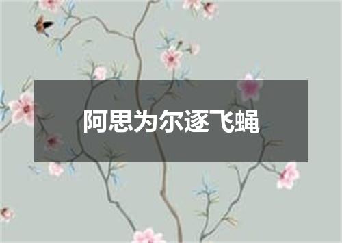 阿思为尔逐飞蝇