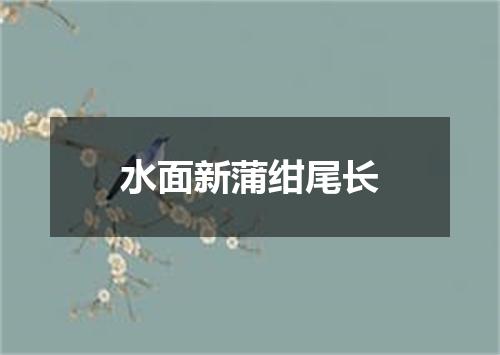 水面新蒲绀尾长