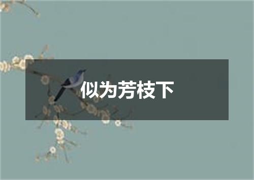 似为芳枝下