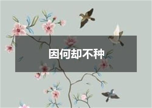 因何却不种