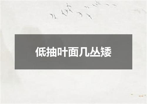 低抽叶面几丛矮