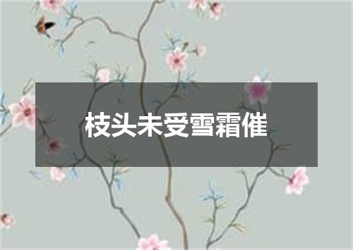 枝头未受雪霜催