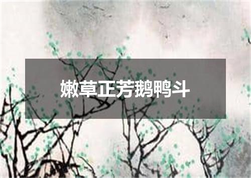 嫩草正芳鹅鸭斗