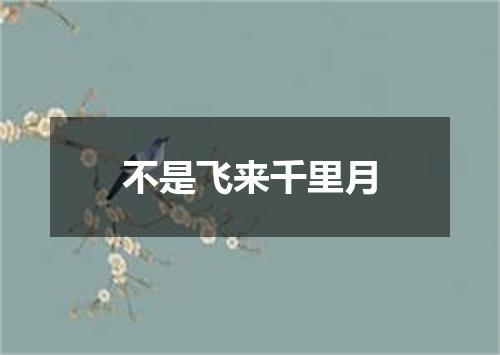 不是飞来千里月