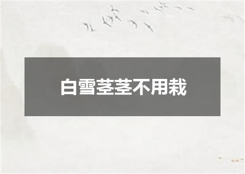 白雪茎茎不用栽