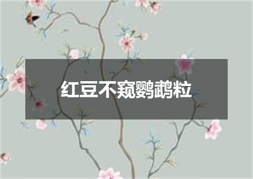 红豆不窥鹦鹉粒