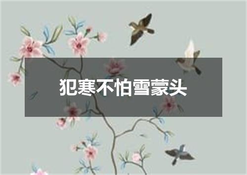 犯寒不怕雪蒙头