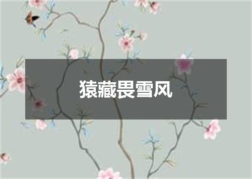 猿藏畏雪风