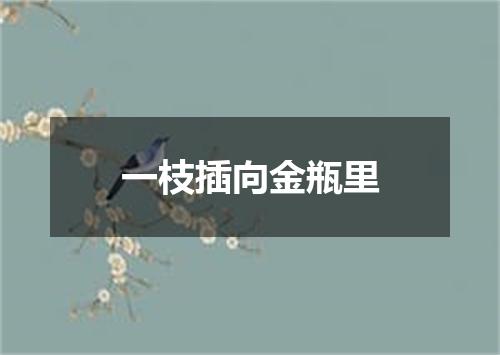 一枝插向金瓶里