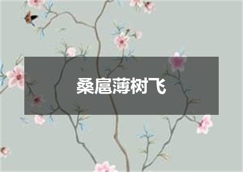 桑扈薄树飞