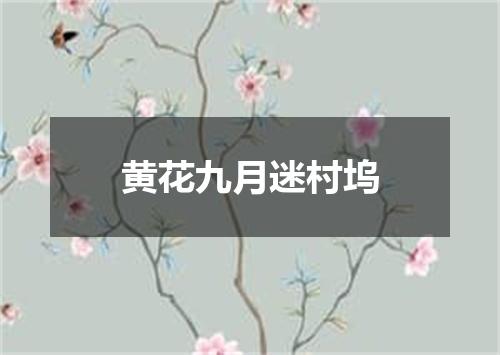 黄花九月迷村坞
