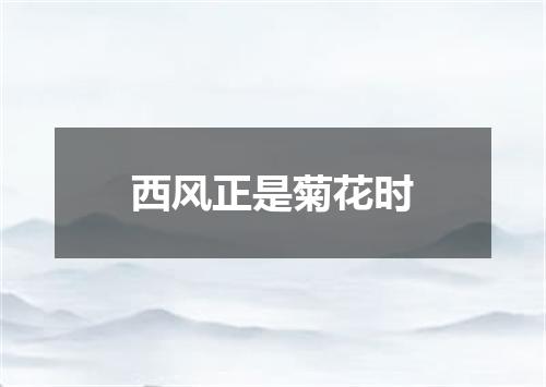 西风正是菊花时