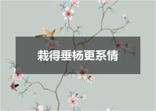 栽得垂杨更系情