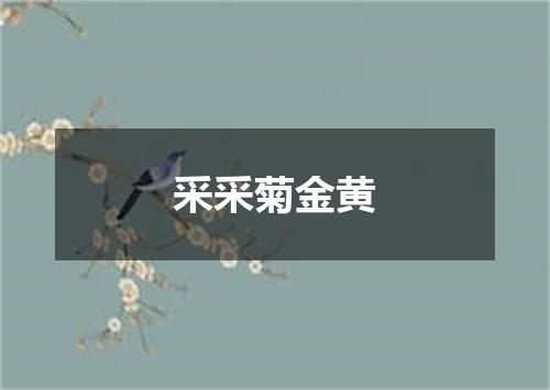 采采菊金黄