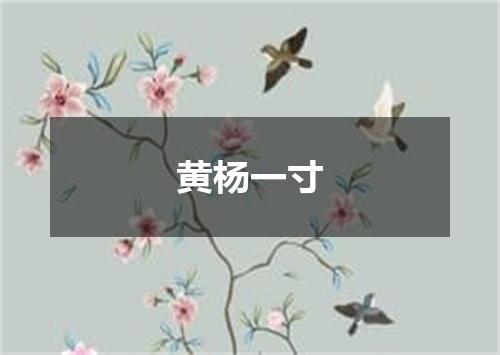 黄杨一寸
