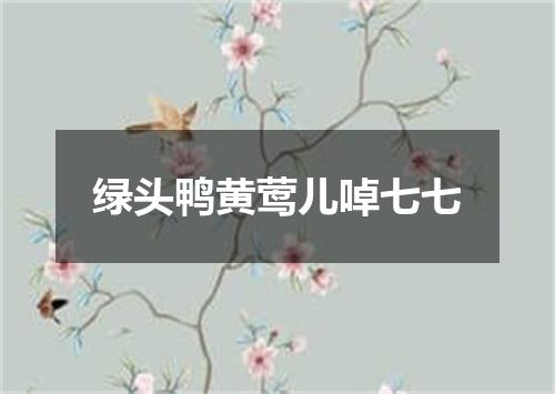 绿头鸭黄莺儿啅七七