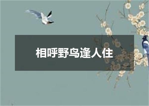 相呼野鸟逢人住