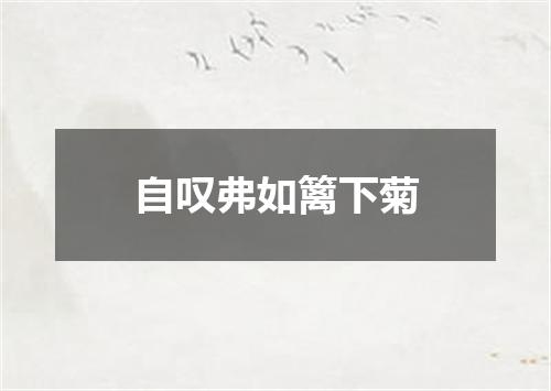 自叹弗如篱下菊