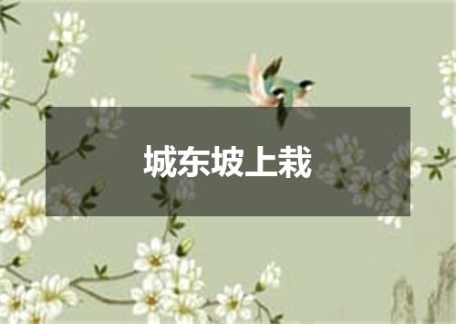 城东坡上栽