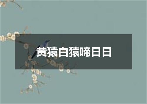 黄猿白猿啼日日