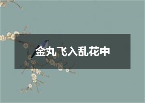 金丸飞入乱花中
