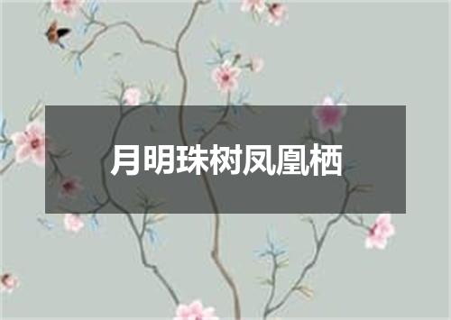 月明珠树凤凰栖