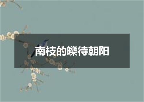南枝的皪待朝阳
