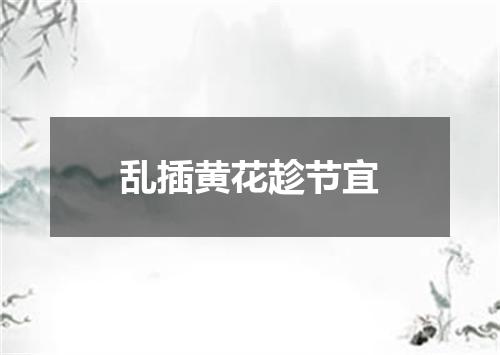 乱插黄花趁节宜