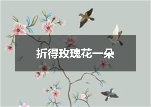 折得玫瑰花一朵