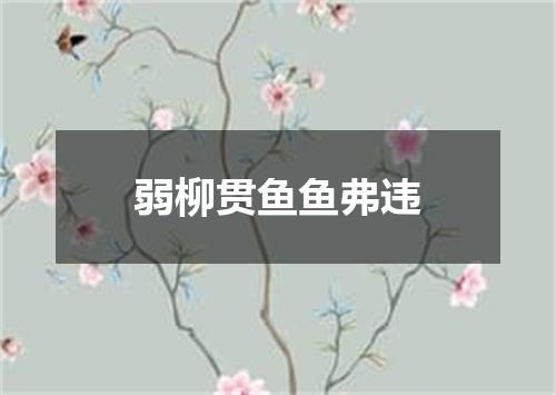 弱柳贯鱼鱼弗违