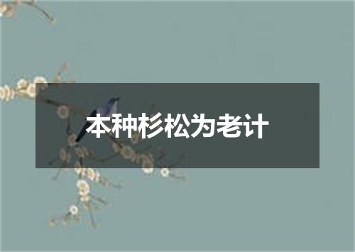 本种杉松为老计
