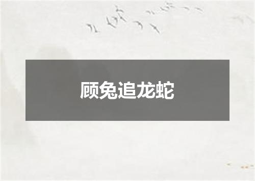 顾兔追龙蛇