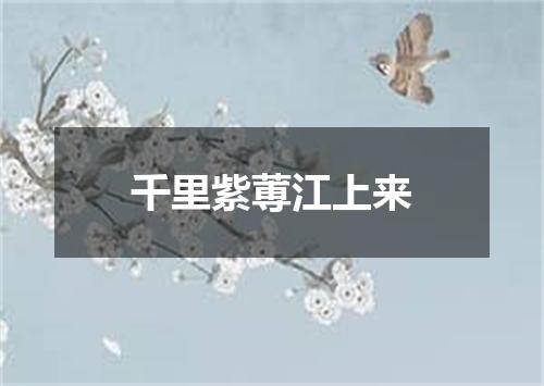 千里紫蒪江上来