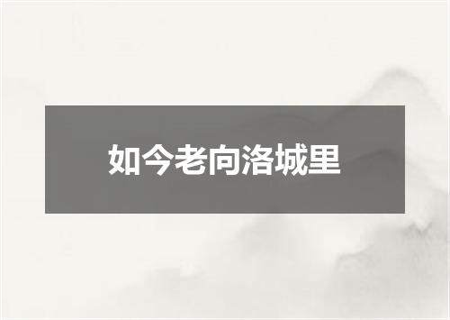 如今老向洛城里