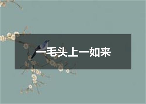 一毛头上一如来