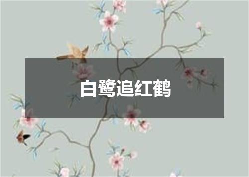 白鹭追红鹤